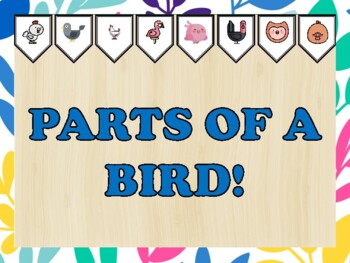 Birds Bulletin Board Kit & Door Décor, PARTS OF A BIRD!