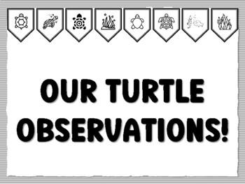 OUR TURTLE OBSERVATIONS! Turtle Bulletin Board Kit