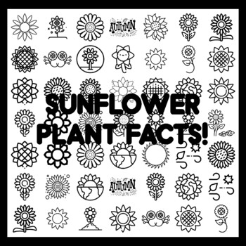 SUNFLOWER PLANT FACTS! Sunflower Bulletin Board Activity 3x3 feet