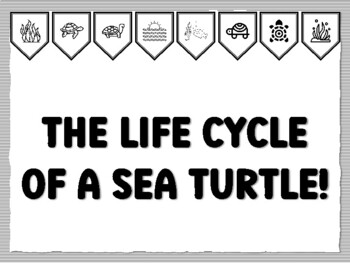 THE LIFE CYCLE OF A SEA TURTLE! Turtle Bulletin Board Kit